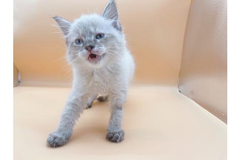 成約済の東京都のラグドール-21157の3枚目