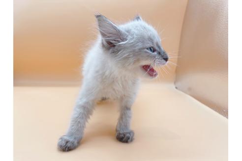 成約済の東京都のラグドール-21157の4枚目