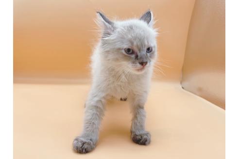 成約済の東京都のラグドール-21157の5枚目