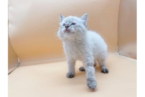 成約済の東京都のラグドール-21157の6枚目