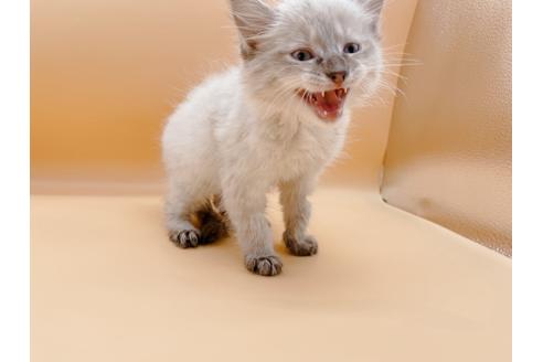 成約済の東京都のラグドール-21157の7枚目