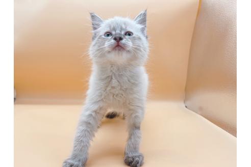 成約済の東京都のラグドール-21157の8枚目