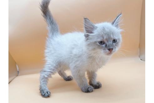 成約済の東京都のラグドール-21157の9枚目