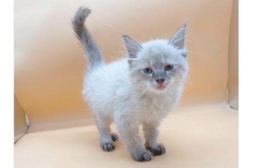 成約済の東京都のラグドール-21157