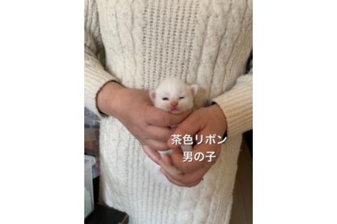 成約済の兵庫県のメインクーン-21162の1枚目