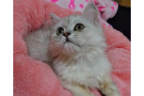 成約済の愛知県のペルシャ(チンチラ)-20736の4枚目
