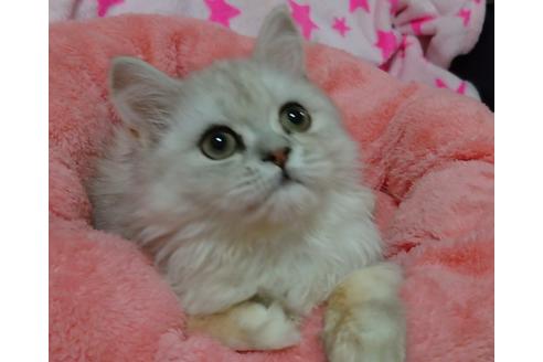 成約済の愛知県のペルシャ(チンチラ)-20736の1枚目