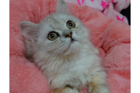 成約済の愛知県のペルシャ(チンチラ)-20736の3枚目