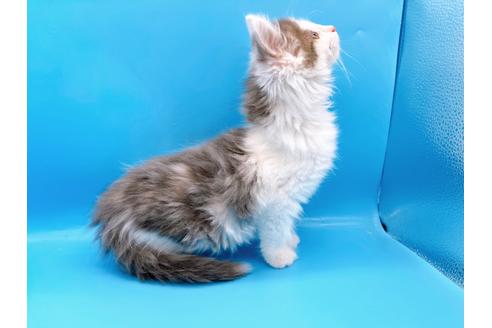 成約済の東京都のサイベリアン-21196の3枚目