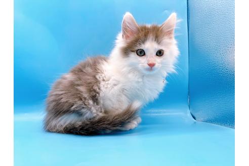 成約済の東京都のサイベリアン-21196の1枚目