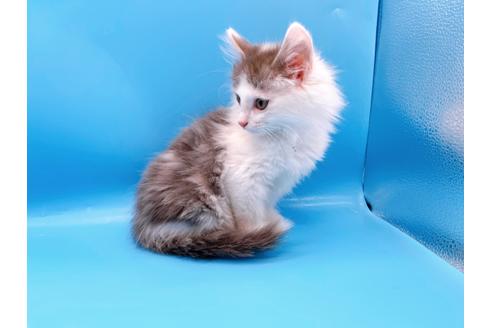 成約済の東京都のサイベリアン-21196の4枚目