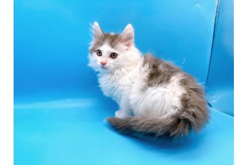 成約済の東京都のサイベリアン-21196の7枚目