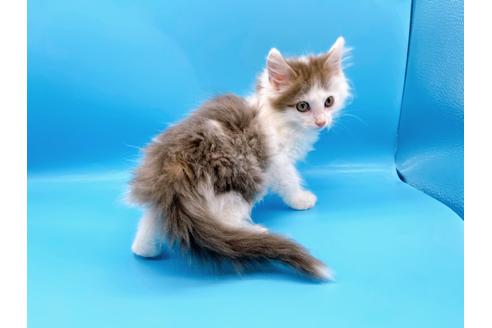 成約済の東京都のサイベリアン-21196の10枚目