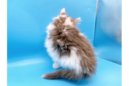 成約済の東京都のサイベリアン-21196の9枚目