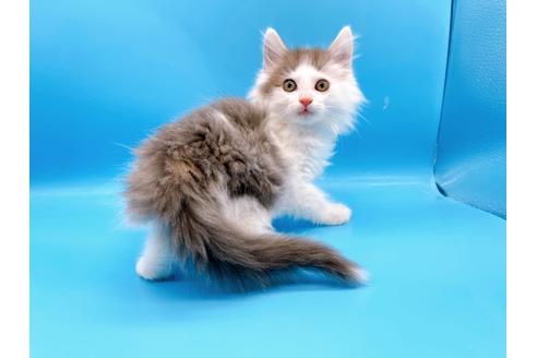 成約済の東京都のサイベリアン-21196の8枚目