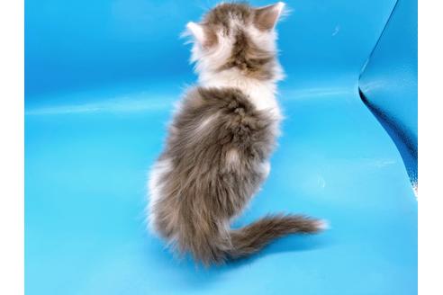 成約済の東京都のサイベリアン-21196の2枚目