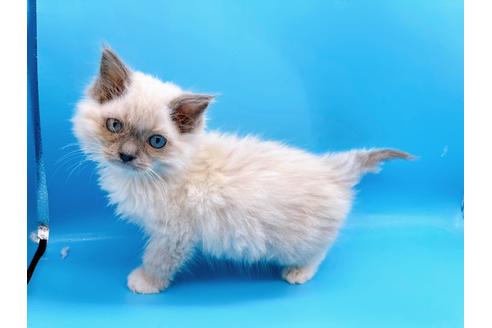 成約済の東京都のラグドール-21198の19枚目