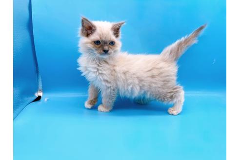 成約済の東京都のラグドール-21198の18枚目