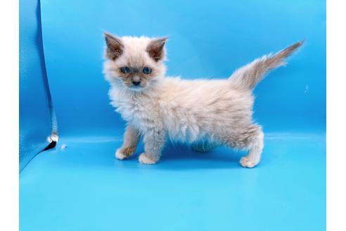 成約済の東京都のラグドール-21198の17枚目