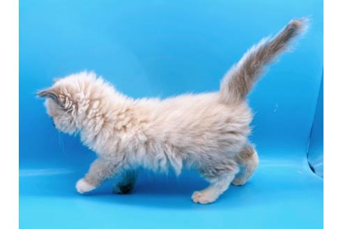 成約済の東京都のラグドール-21198の16枚目