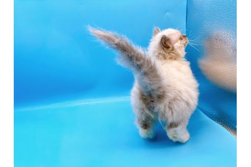 成約済の東京都のラグドール-21198の14枚目