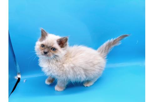 成約済の東京都のラグドール-21198の12枚目