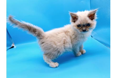 成約済の東京都のラグドール-21198の11枚目