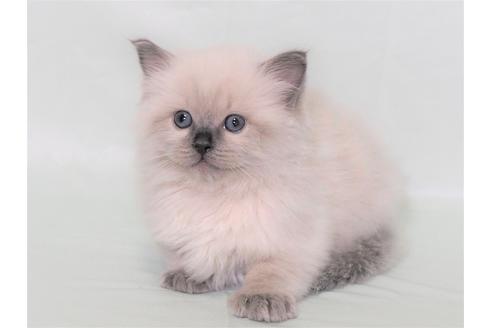 成約済の三重県のラグドール-21199の1枚目