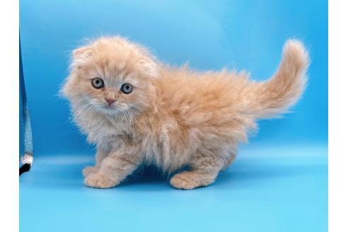 成約済の東京都のスコティッシュフォールド-21206の10枚目