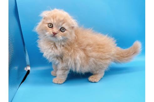 成約済の東京都のスコティッシュフォールド-21206の11枚目