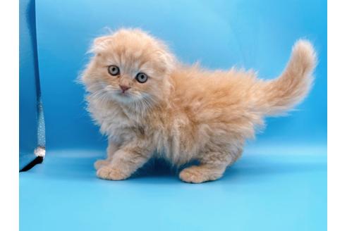 成約済の東京都のスコティッシュフォールド-21206の12枚目