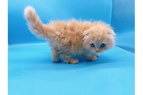 成約済の東京都のスコティッシュフォールド-21206の13枚目