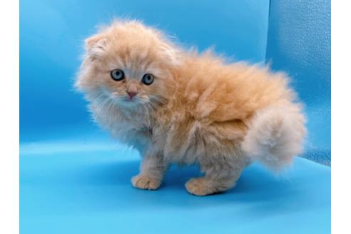 成約済の東京都のスコティッシュフォールド-21206の14枚目