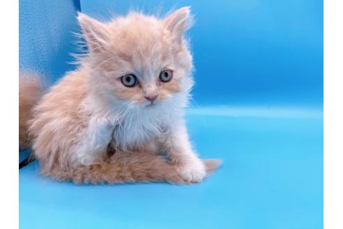 成約済の東京都のスコティッシュフォールド-21205の11枚目