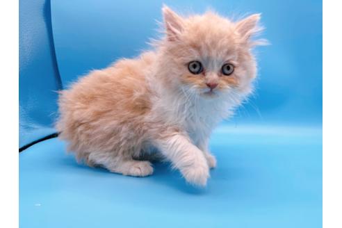 成約済の東京都のスコティッシュフォールド-21205の12枚目