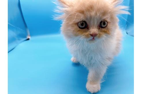 成約済の東京都のスコティッシュフォールド-21205の2枚目