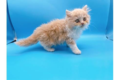 成約済の東京都のスコティッシュフォールド-21205の4枚目