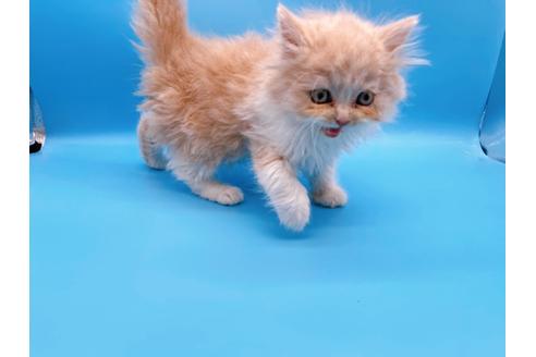 成約済の東京都のスコティッシュフォールド-21205の6枚目