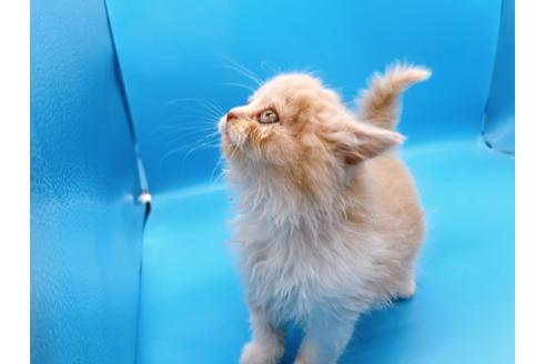 成約済の東京都のスコティッシュフォールド-21205の3枚目