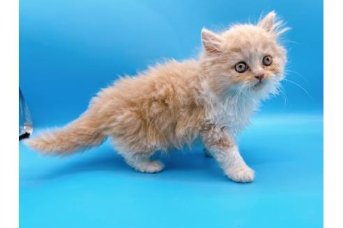 成約済の東京都のスコティッシュフォールド-21205の1枚目