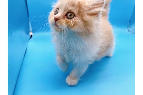 成約済の東京都のスコティッシュフォールド-21205の8枚目