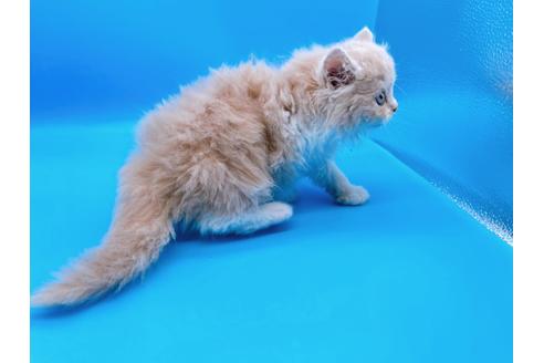 成約済の東京都のスコティッシュフォールド-21205の10枚目