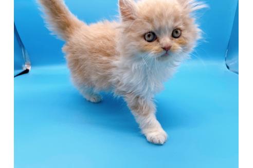 成約済の東京都のスコティッシュフォールド-21205の7枚目