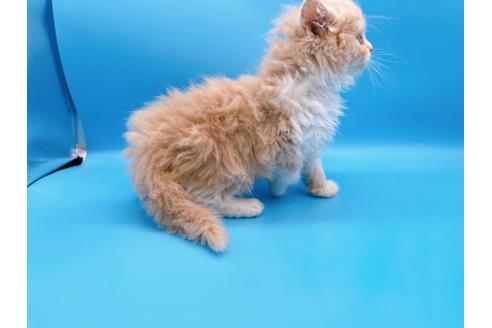 成約済の東京都のスコティッシュフォールド-21205の9枚目