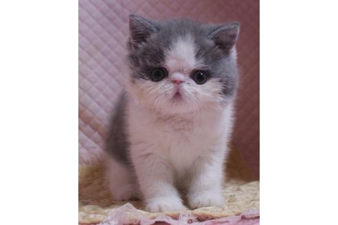 成約済の静岡県のエキゾチックショートヘア-21261の5枚目