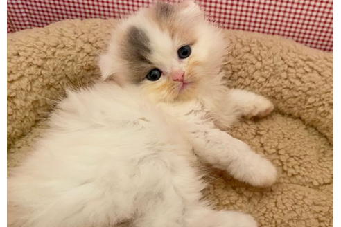 成約済の東京都のサイベリアン-21269の3枚目