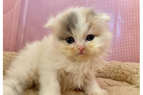 成約済の東京都のサイベリアン-21269の4枚目