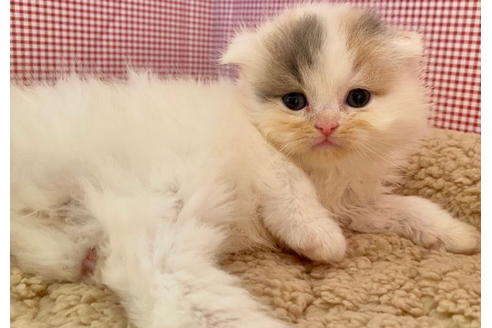 成約済の東京都のサイベリアン-21269の1枚目