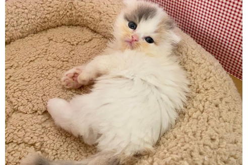 成約済の東京都のサイベリアン-21269の2枚目