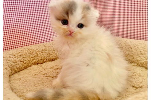 成約済の東京都のサイベリアン-21269の5枚目